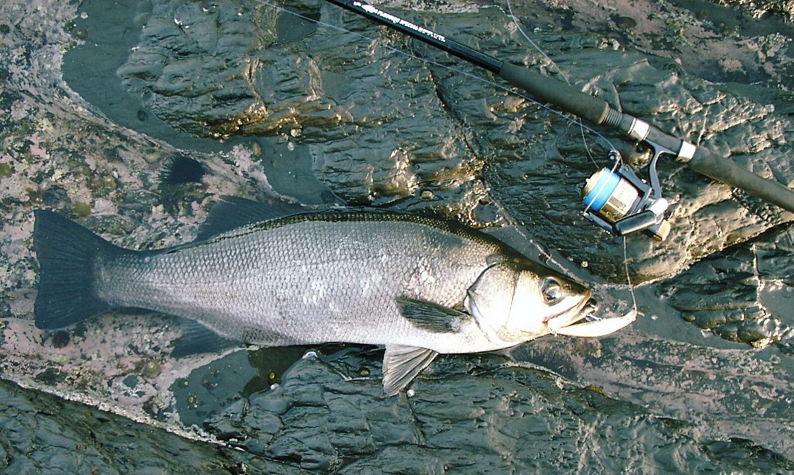 ヒラスズキへの特別な想い 自由気ままな魚釣り